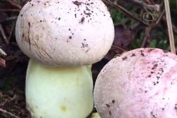 黑牛肝菌炒蝦仁要不要焯水 黑牛肝菌炒蝦仁要不要焯水