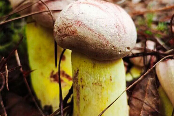 黑牛肝菌炒蝦仁的功效作用 黑牛肝菌炒蝦仁的功效作用