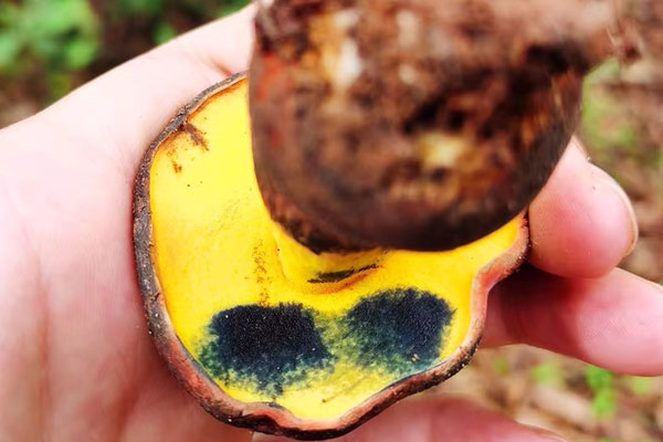 牛肝菌泡發(fā)后綠色可以吃嗎 牛肝菌泡發(fā)后綠色可以吃嗎