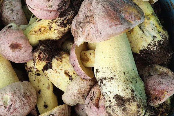 心血管患者可以吃牛肝菌嗎，胃糜爛可以吃牛肝菌嗎