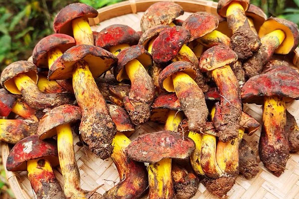 牛肝菌只有一種嗎