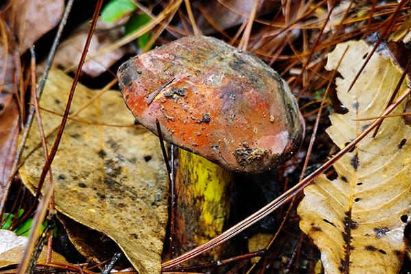 支氣管擴(kuò)張可以吃牛肝菌嗎，脾胃虛弱可以吃牛肝菌嗎