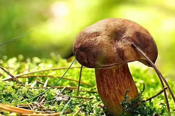 兒童可以吃牛肝菌嗎