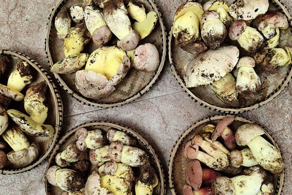 血壓高能吃牛肝菌嗎 血壓高能吃牛肝菌嗎