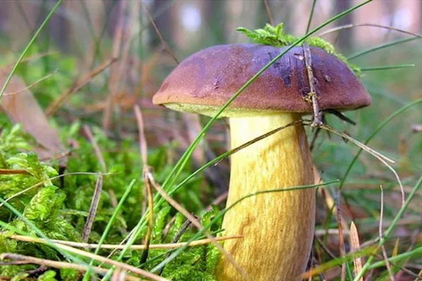 減肥可以吃牛肝菌嗎，來月經(jīng)能吃牛肝菌嗎