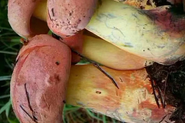 來例假可以吃牛肝菌嗎 來例假可以吃牛肝菌嗎