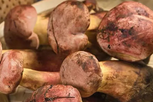 牛肝菌可以減肥嗎，牛肝菌含有雌激素嗎