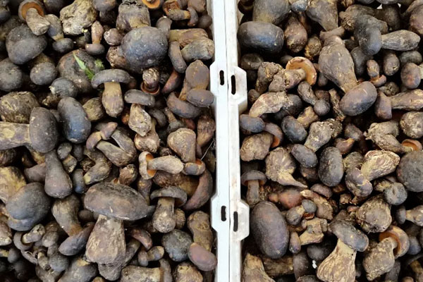  牛肝菌是發(fā)物嗎，牛肝菌的桿可以吃嗎