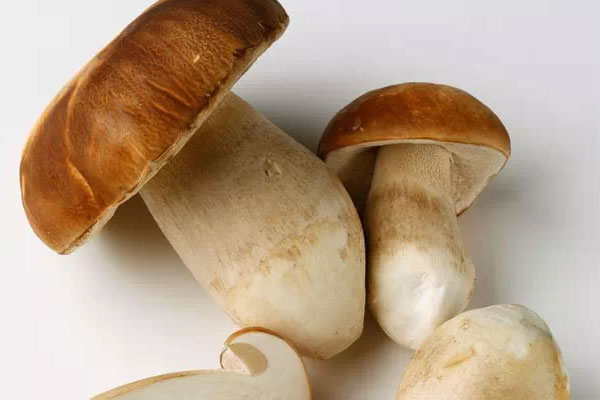 牛肝菌的菌柄能吃嗎 牛肝菌的菌柄能吃嗎