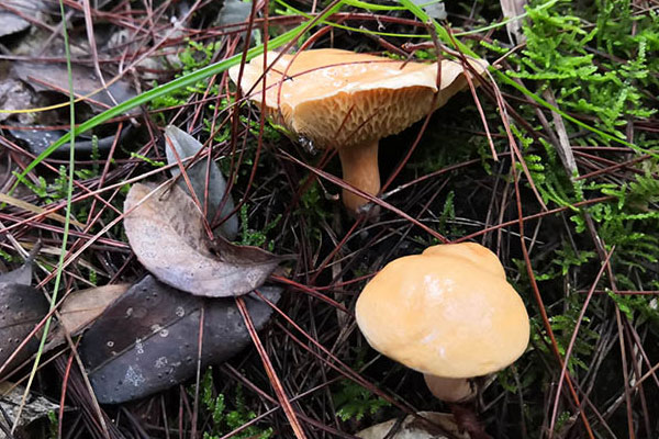 牛肝菌怎么吃最好 牛肝菌怎么吃最好