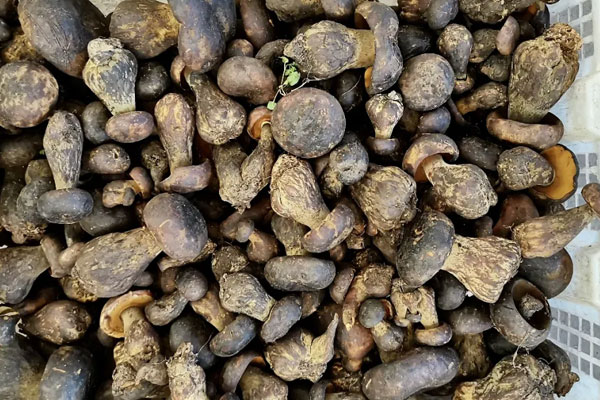 咳嗽有痰可以吃牛肝菌嗎，海鮮過敏可以吃牛肝菌嗎