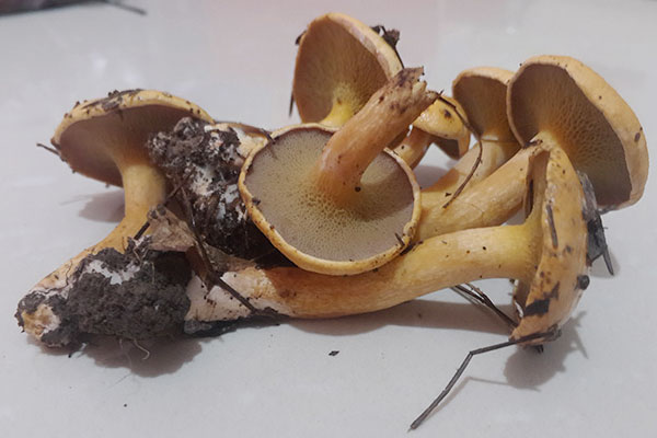 海鮮過敏能吃牛肝菌嗎 海鮮過敏能吃牛肝菌嗎