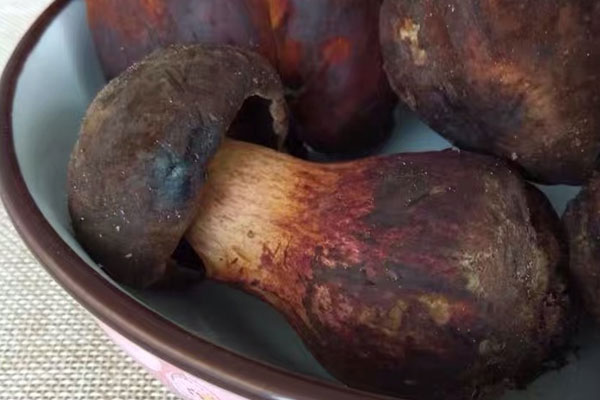 牛肝菌會引起腹瀉嗎，吃牛肝菌的注意事項