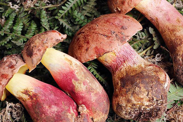 牛肝菌里面有蟲能吃嗎，新鮮牛肝菌不能和什么同吃