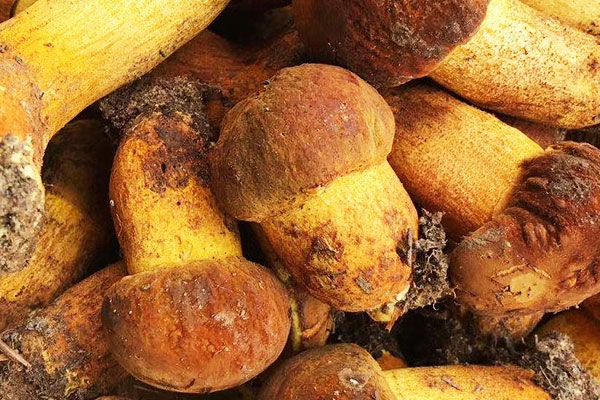 炒熟的牛肝菌隔夜能吃么，吃了不熟的牛肝菌怎么辦