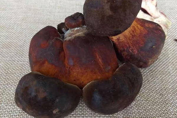 牛肝菌小籠包的做法竅門(mén) 牛肝菌小籠包的做法竅門(mén)