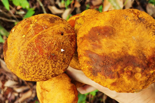 牛肝菌炒秋葵的功效作用 牛肝菌炒秋葵的功效作用