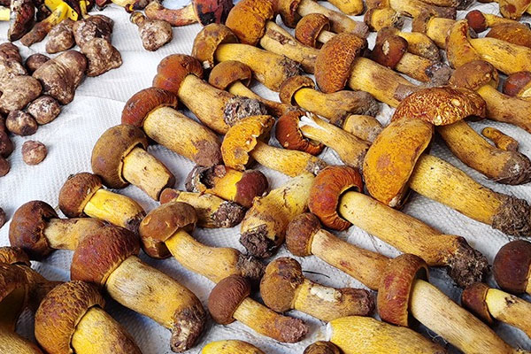 牛肝菌炒秋葵的食用禁忌 牛肝菌炒秋葵的食用禁忌