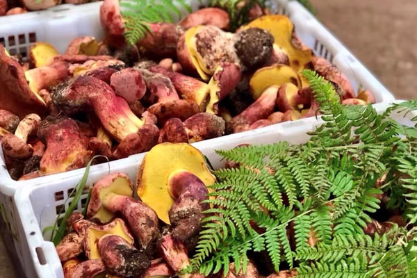 牛肝菌炒毛豆的食用禁忌 牛肝菌炒毛豆的食用禁忌