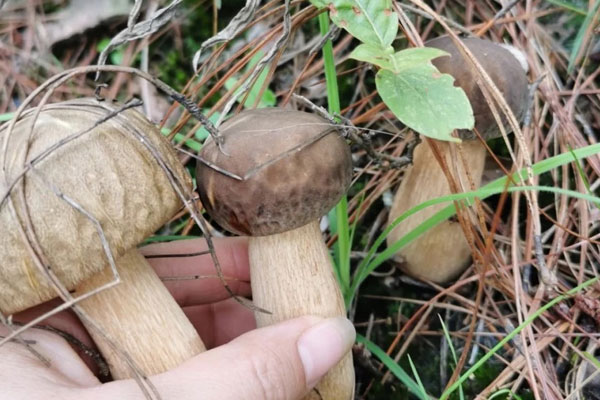 牛肚菌瘦肉湯的做法 牛肚菌瘦肉湯的做法