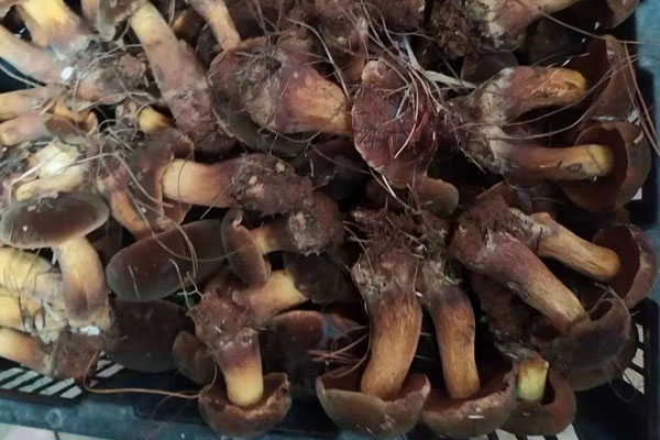 黃油煎黑牛肝菌的食用禁忌 黃油煎黑牛肝菌的食用禁忌