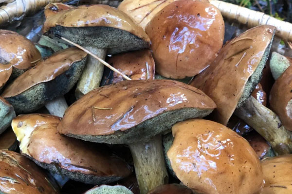 牛肝菌鮑魚土雞湯的做法竅門 牛肝菌鮑魚土雞湯的做法竅門