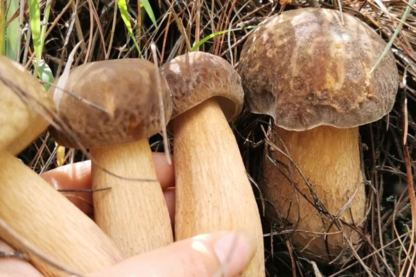 烤牛肝菌意面的做法竅門 烤牛肝菌意面的做法竅門