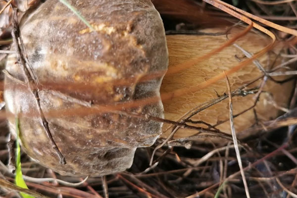 烤牛肝菌意面的功效作用 烤牛肝菌意面的功效作用