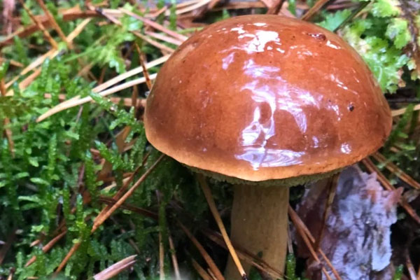 牛肝菌挑大的好還是小的好，新鮮牛肝菌怎么挑選