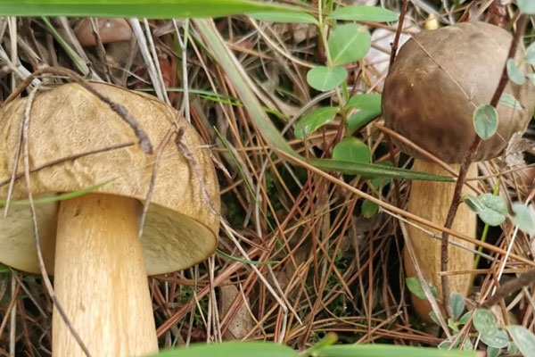 新鮮牛肝菌的挑選方法 新鮮牛肝菌的挑選方法