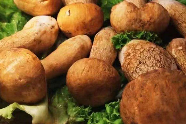 泡過(guò)水的新鮮牛肝菌會(huì)怎么樣，牛肝菌泡水為什么變綠