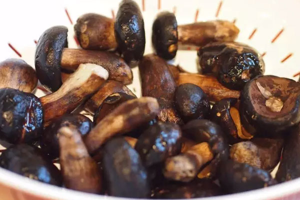 黑牛肝菌切開(kāi)變綠是正常的嗎，黑牛肝菌為什么變色