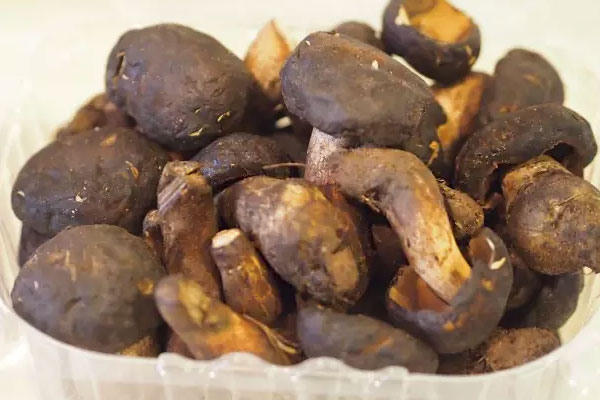 新鮮黑牛肝菌怎么保存