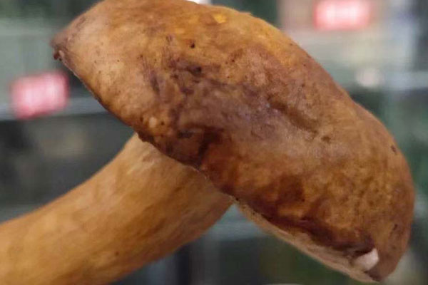 牛肝菌雞蛋意面的做法竅門 牛肝菌雞蛋意面的做法竅門