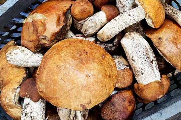 牛肝菌雞蛋意面的功效作用 牛肝菌雞蛋意面的功效作用