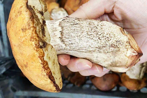 牛肝菌炒意面的食用禁忌 牛肝菌炒意面的食用禁忌