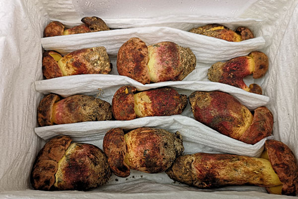 牛肝菌要煮多久才會(huì)沒(méi)毒，牛肝菌燉什么湯最好喝