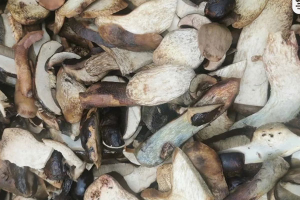 黑牛肝菌洗的水是黑色，牛肝菌的湯是黑色的嗎