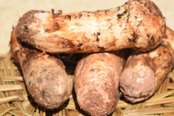 吃松茸會(huì)不會(huì)影響月經(jīng) 吃松茸會(huì)不會(huì)影響月經(jīng)