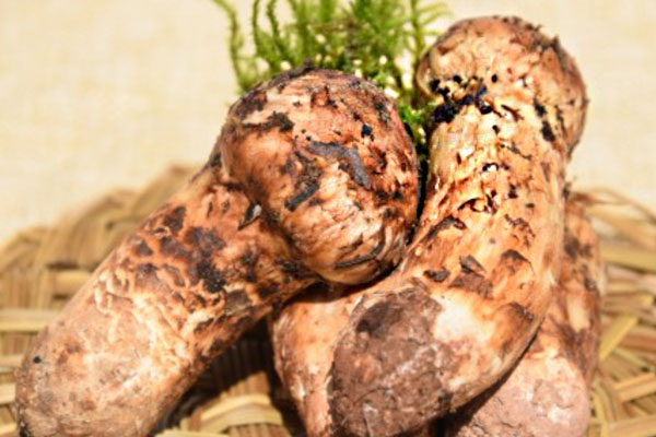 月子期間可以吃松茸嗎，松茸產(chǎn)后吃有什么好處