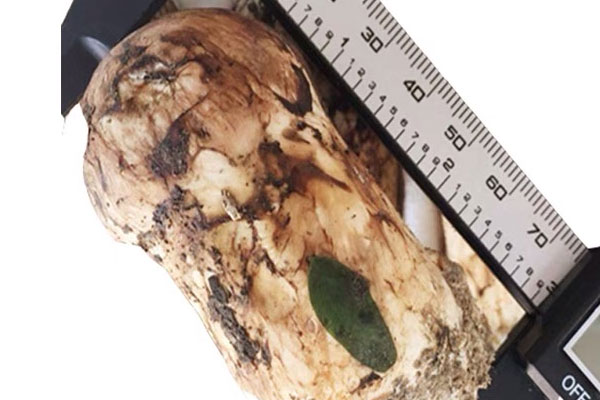 松茸怎么煮好吃 松茸怎么煮好吃