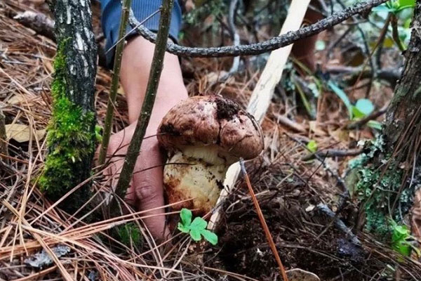 松茸幾月份就沒有了，松茸幾月份采摘