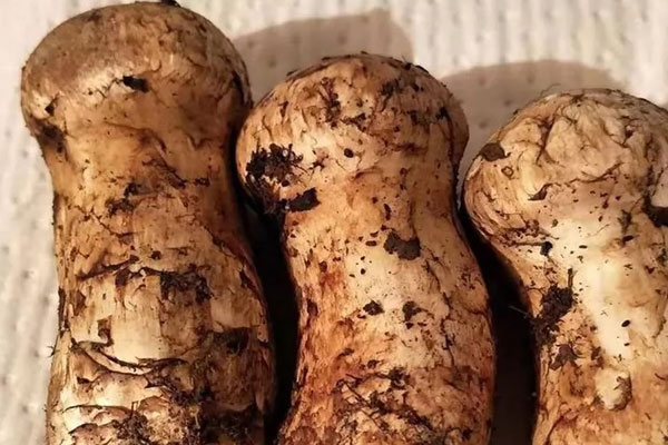 松茸可以調(diào)理腸胃嗎，感冒可以吃松茸嗎