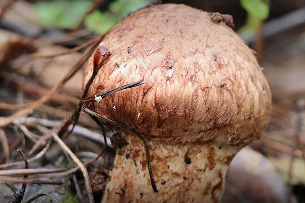 感冒了能吃松茸嗎 感冒了能吃松茸嗎
