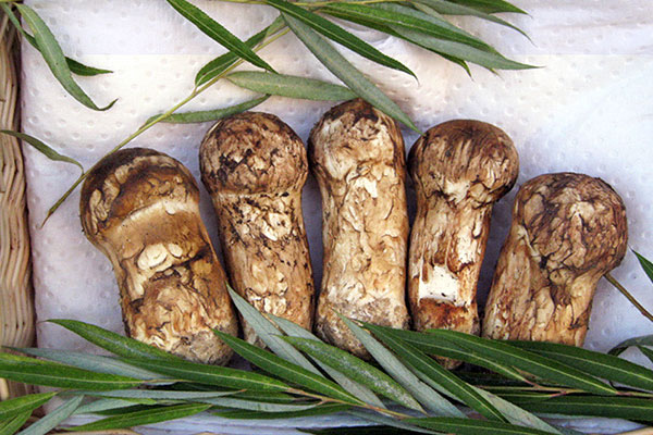 扁桃體發(fā)炎可以吃松茸嗎，支氣管炎可以吃松茸嗎