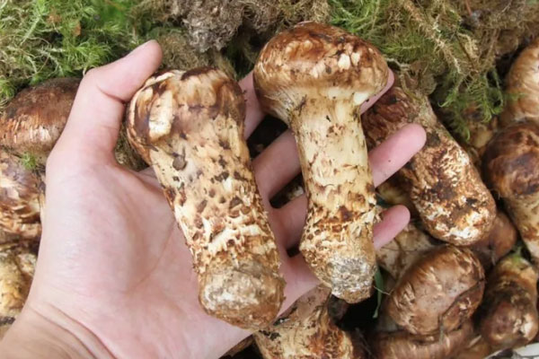 產(chǎn)婦多久能吃松茸，產(chǎn)后可以吃松茸嗎