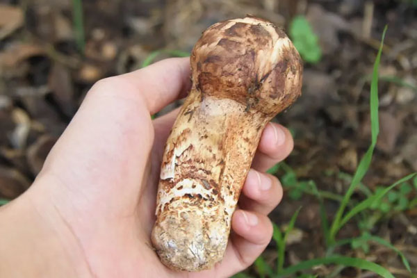 產(chǎn)后能吃松茸嗎 產(chǎn)后能吃松茸嗎