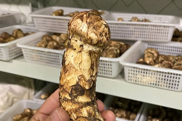 松茸什么時(shí)候吃最好，松茸可以生吃嗎