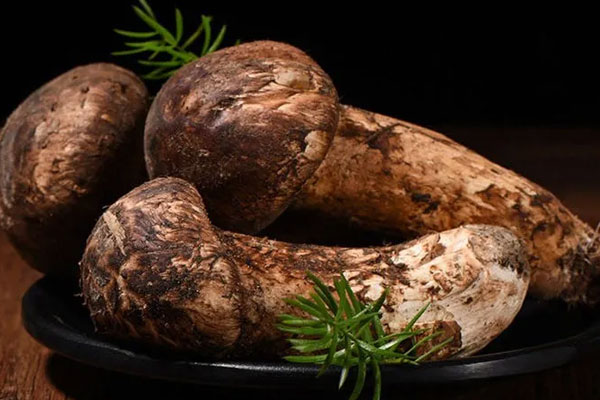 為什么香格里拉的松茸好 為什么香格里拉的松茸好