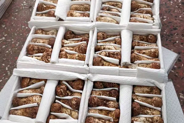 松茸每天吃多少最佳